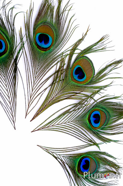 Paon bleu - 13-18 cm - naturel